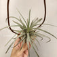 Tillandsia Mima V. Chilentensis