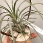Tillandsia Mima V. Chilentensis