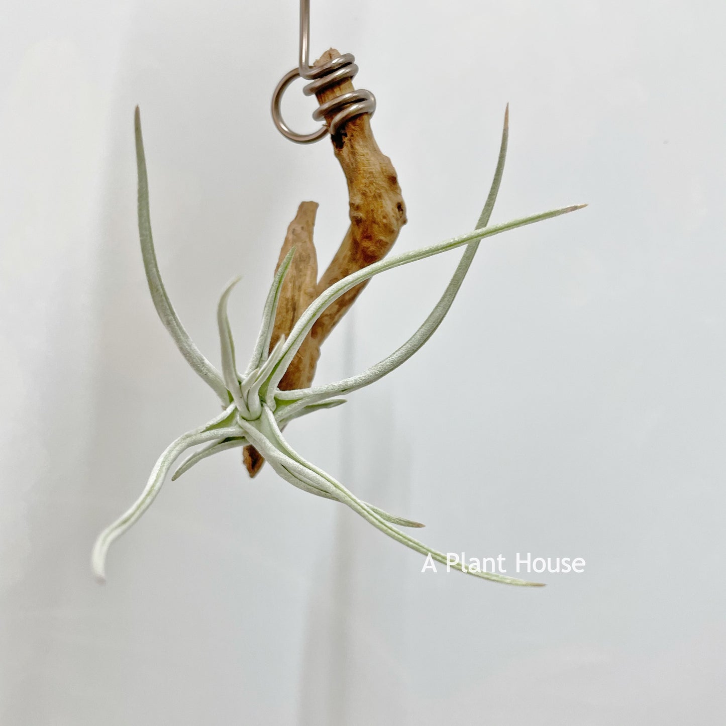 Tillandsia Schiedeana