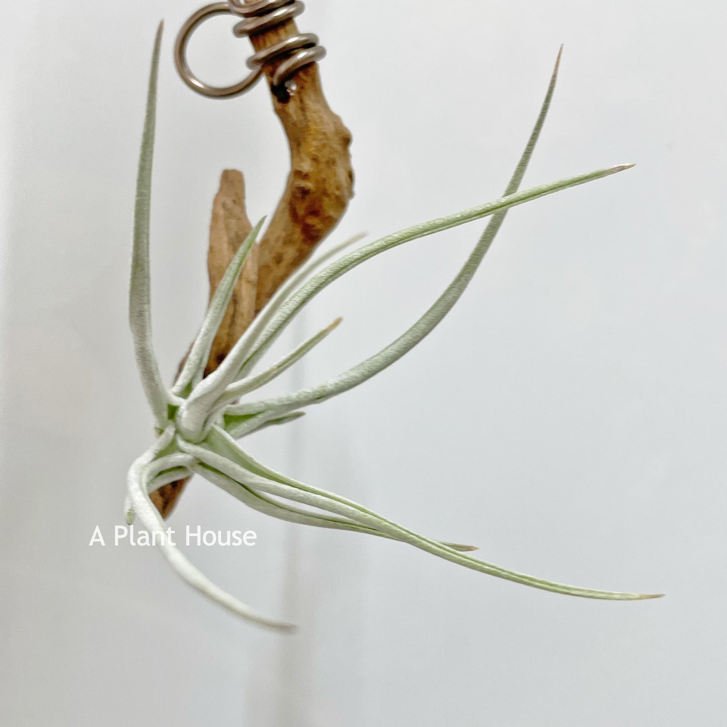 Tillandsia Schiedeana