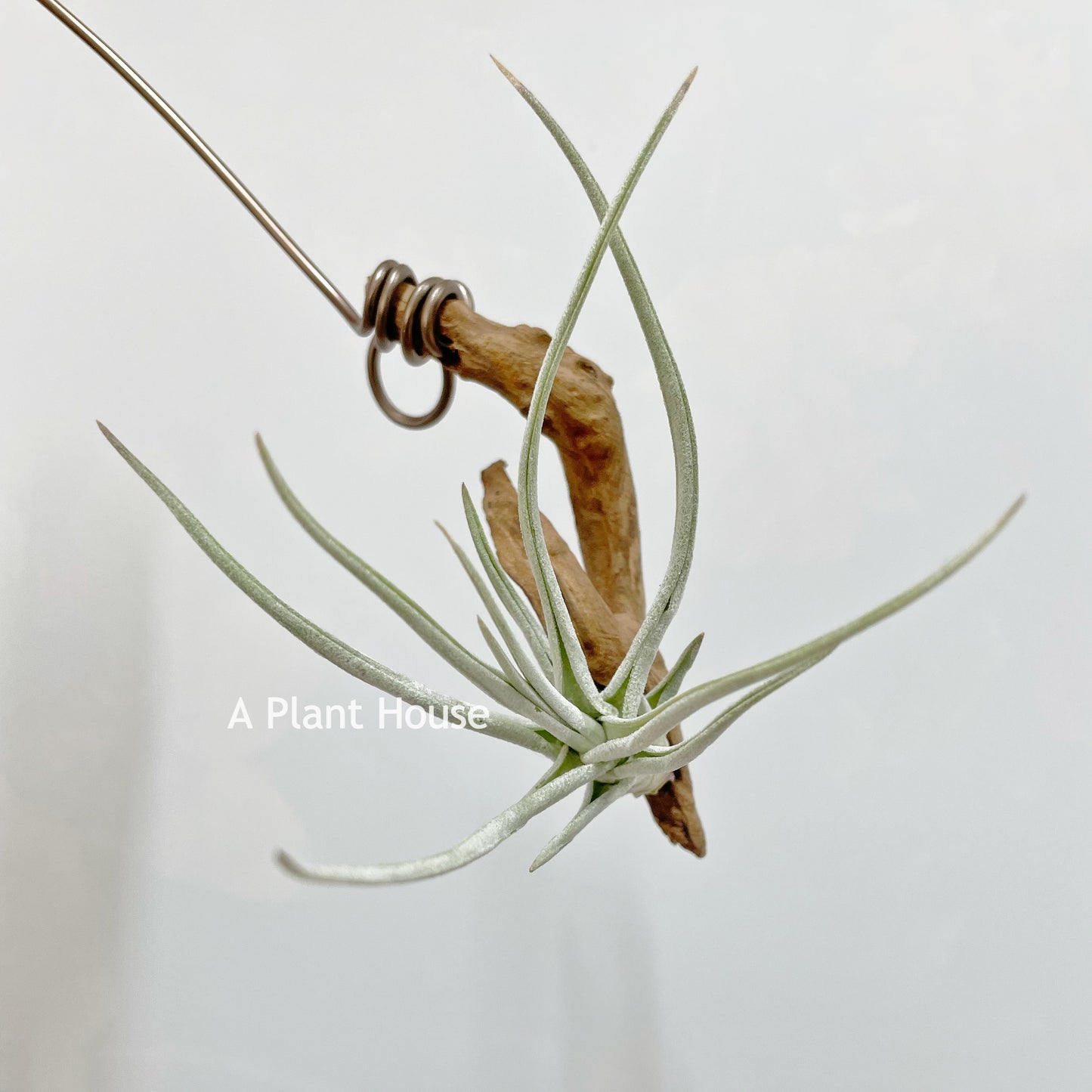 Tillandsia Schiedeana