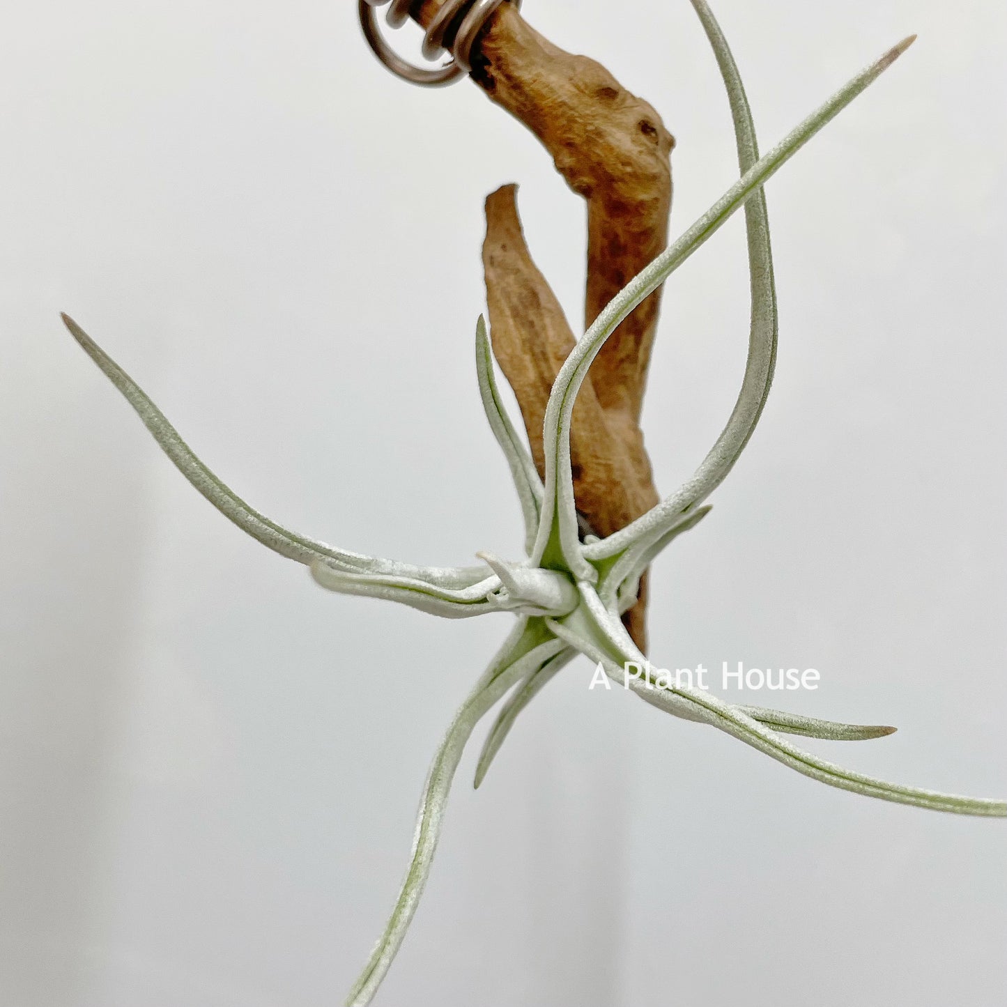 Tillandsia Schiedeana