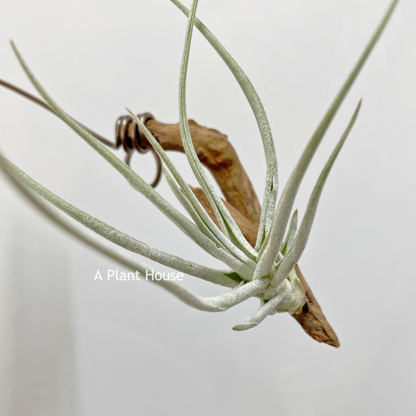 Tillandsia Schiedeana