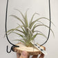 Tillandsia Zacapanensis x Streptophylla
