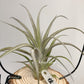 Tillandsia Zacapanensis x Streptophylla