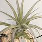 Tillandsia Zacapanensis x Streptophylla
