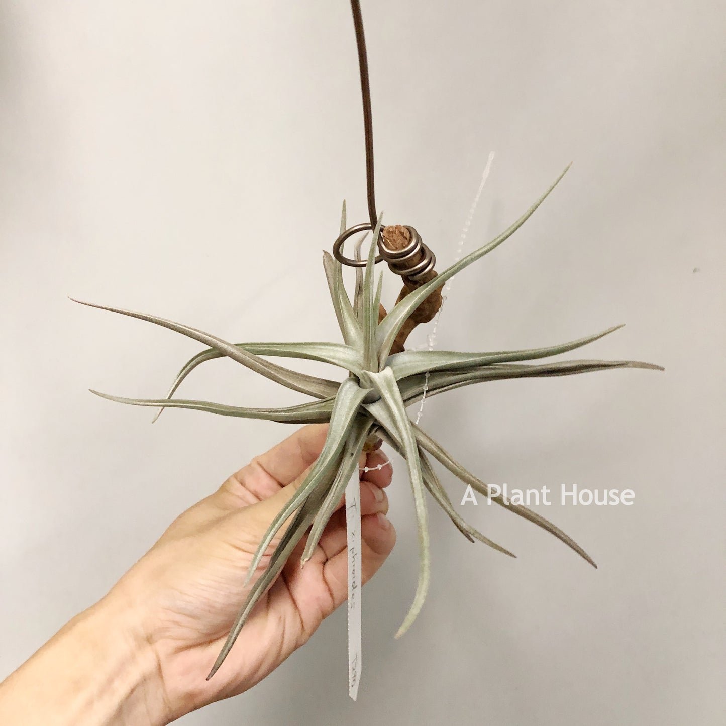 Tillandsia Xiphioides