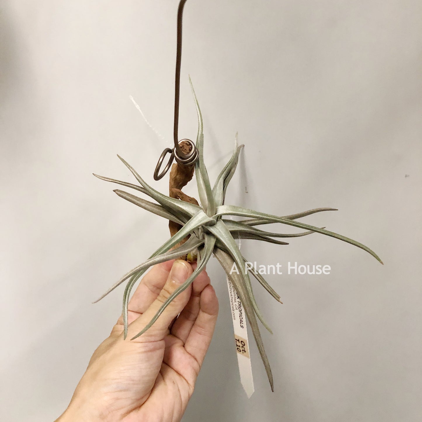 Tillandsia Xiphioides