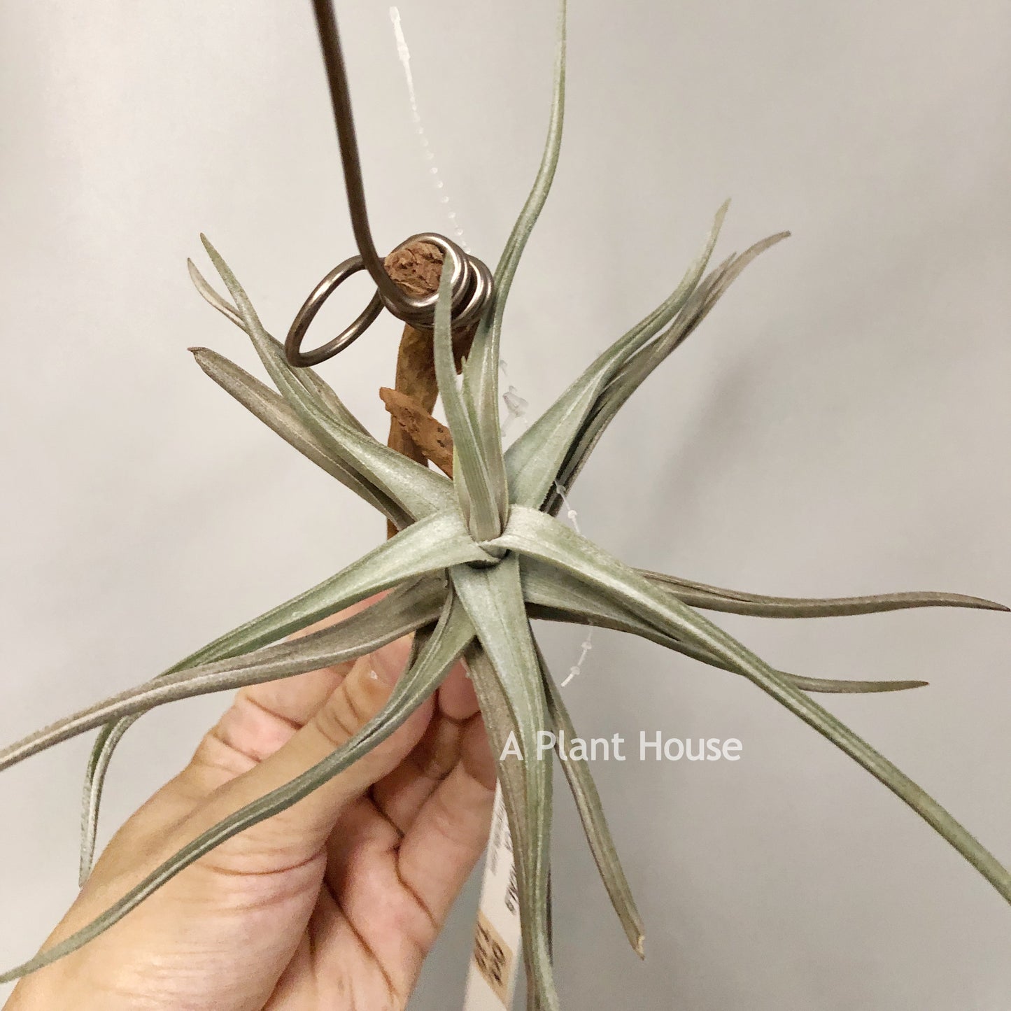 Tillandsia Xiphioides