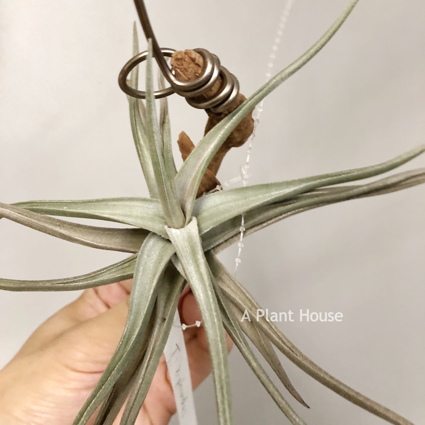 Tillandsia Xiphioides