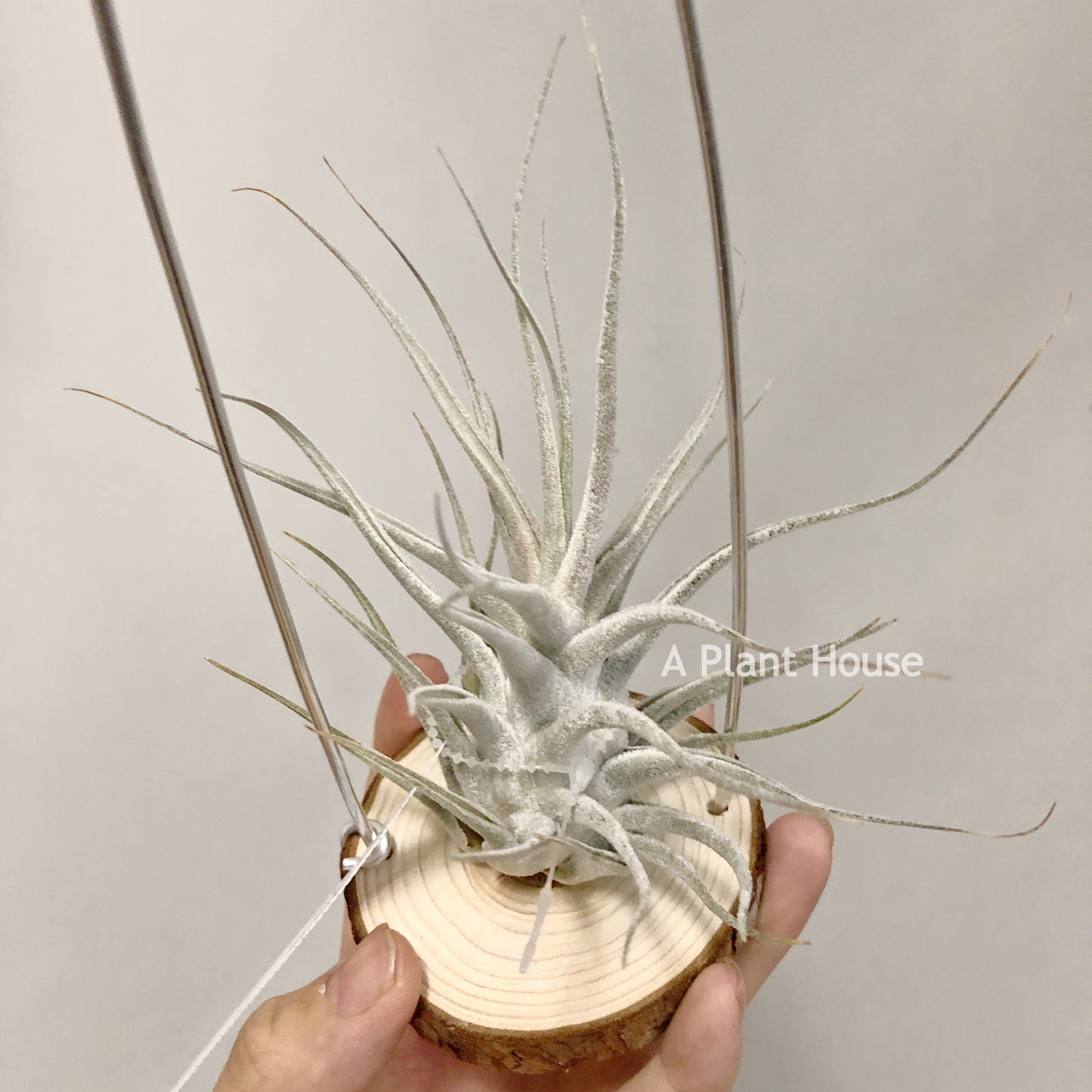 Tillandsia Ehlersiana Large