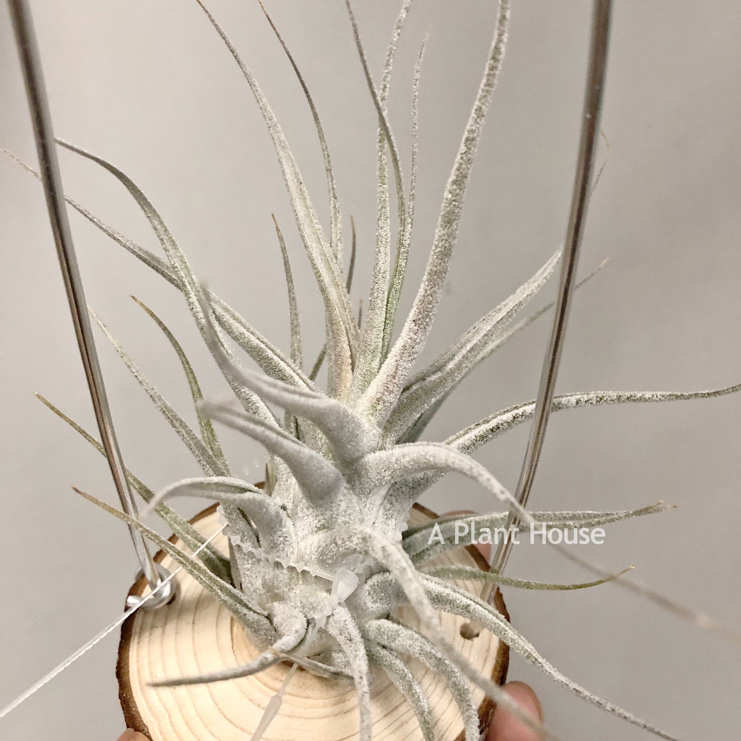 Tillandsia Ehlersiana Large