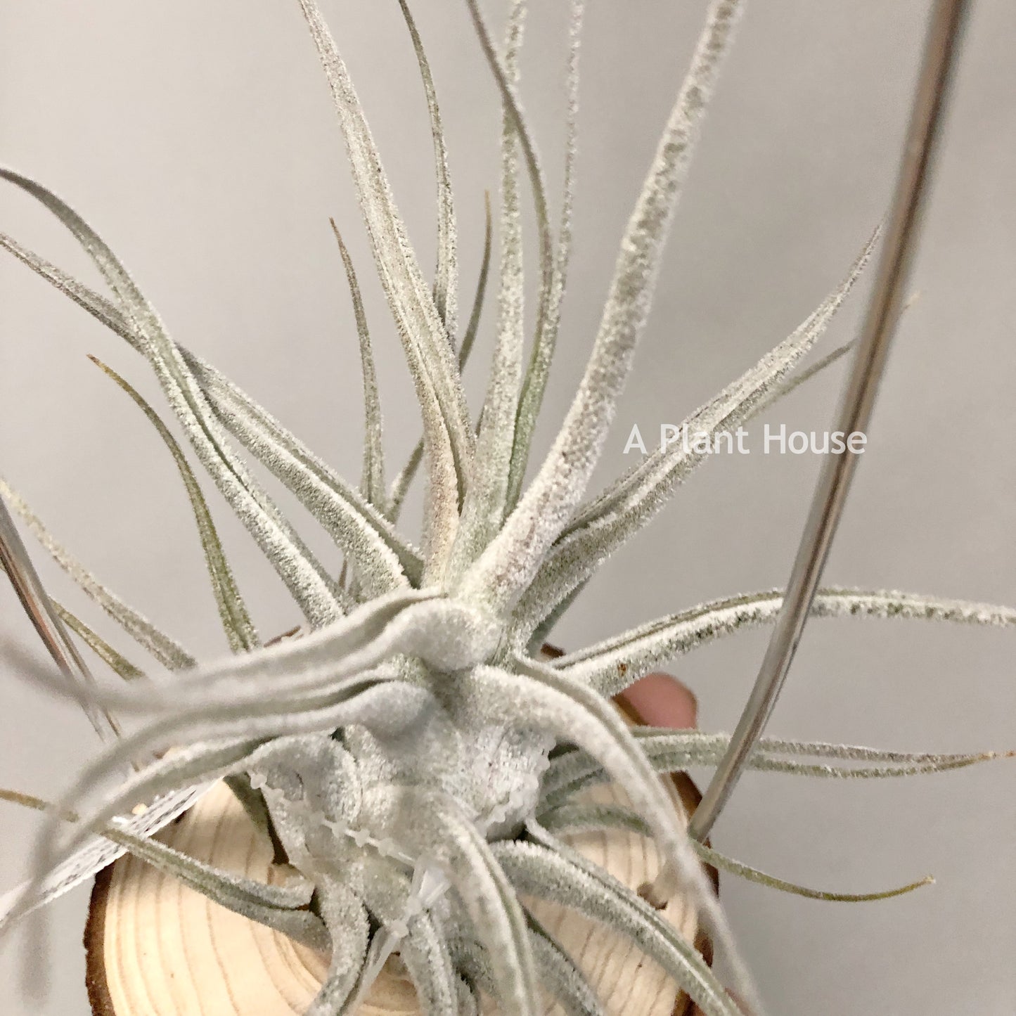 Tillandsia Ehlersiana Large