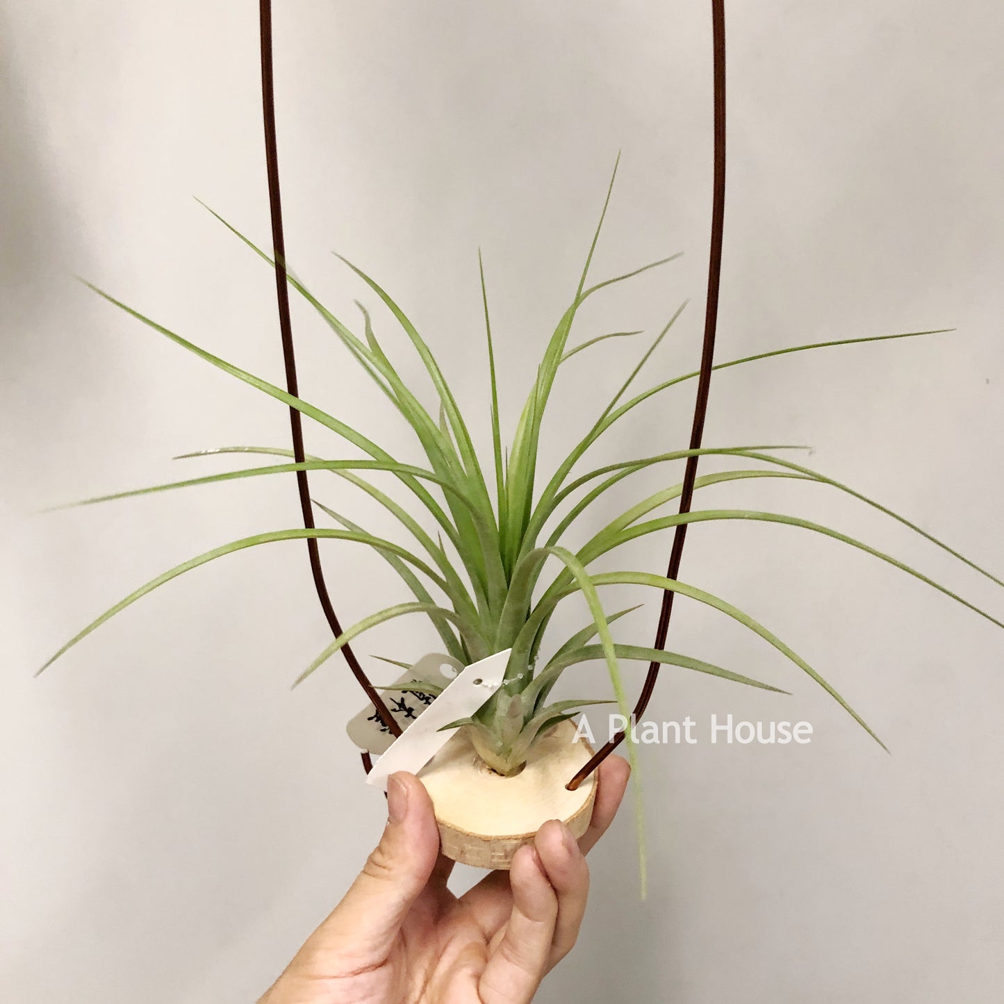 Tillandsia Roland-Gosselinii x Ionantha Rosita