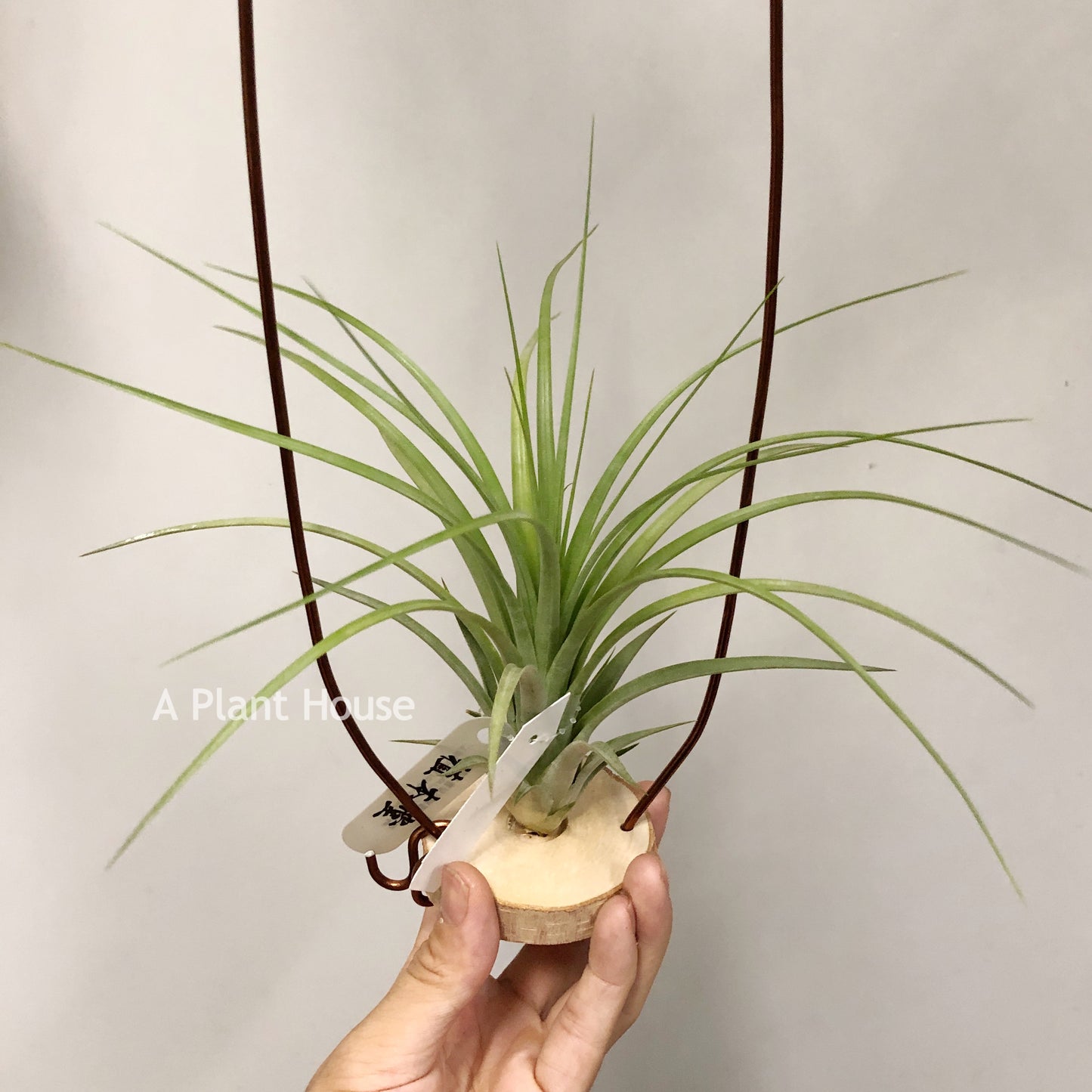 Tillandsia Roland-Gosselinii x Ionantha Rosita