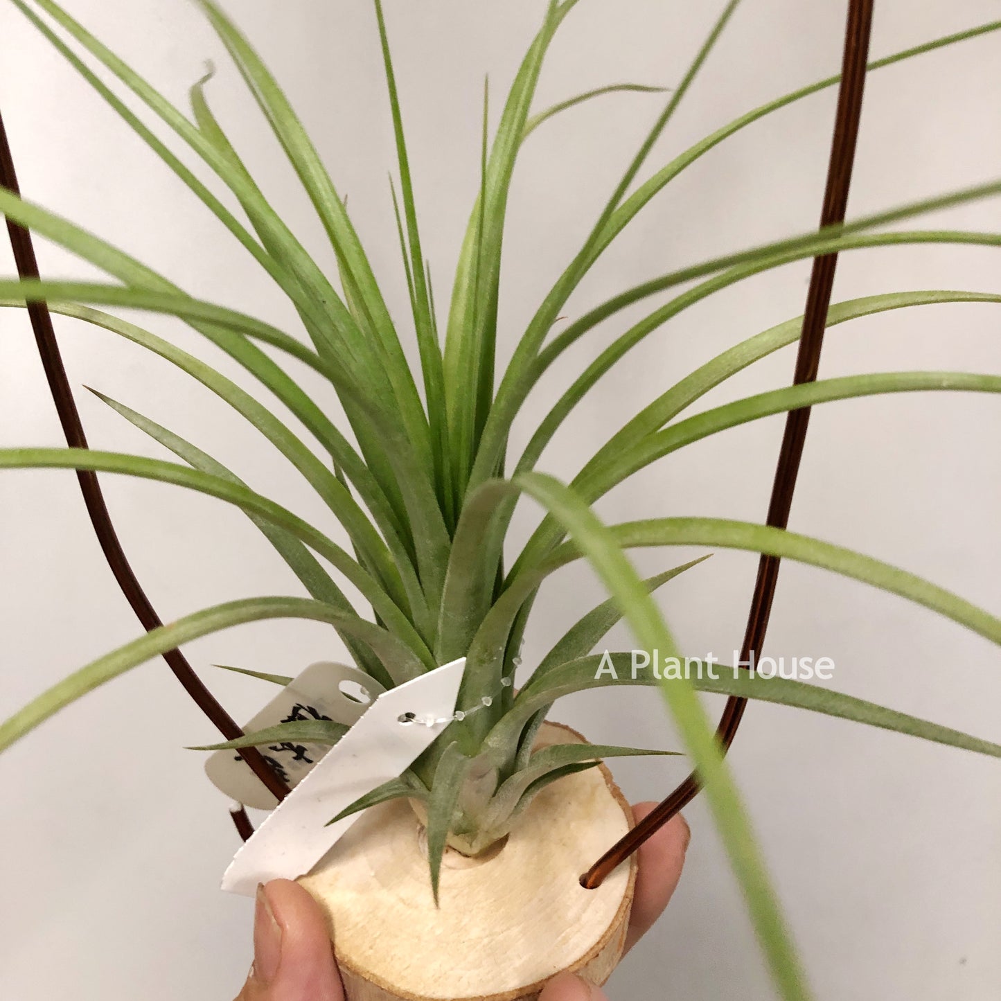 Tillandsia Roland-Gosselinii x Ionantha Rosita