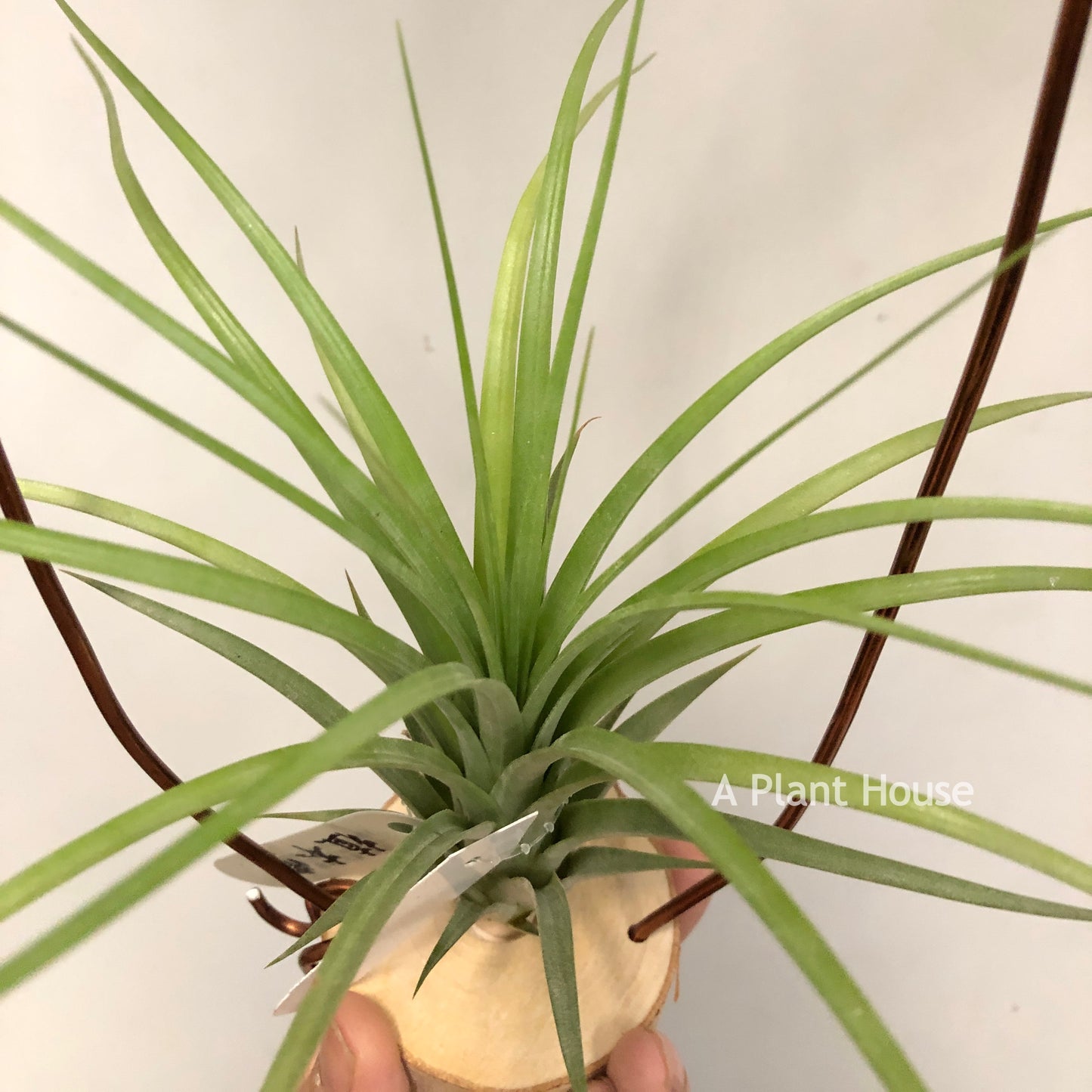 Tillandsia Roland-Gosselinii x Ionantha Rosita