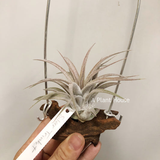 Tillandsia Silver Trinket