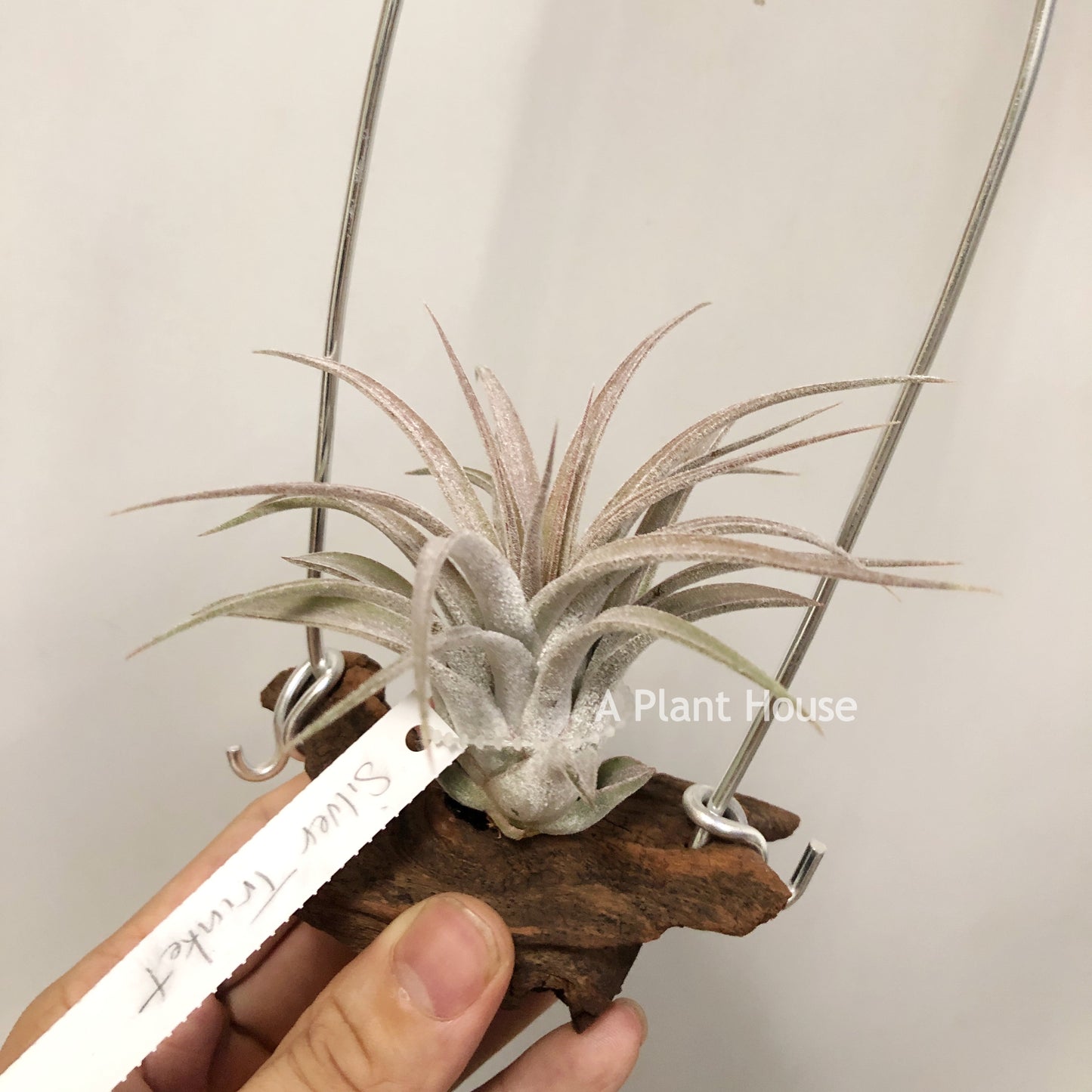 Tillandsia Silver Trinket