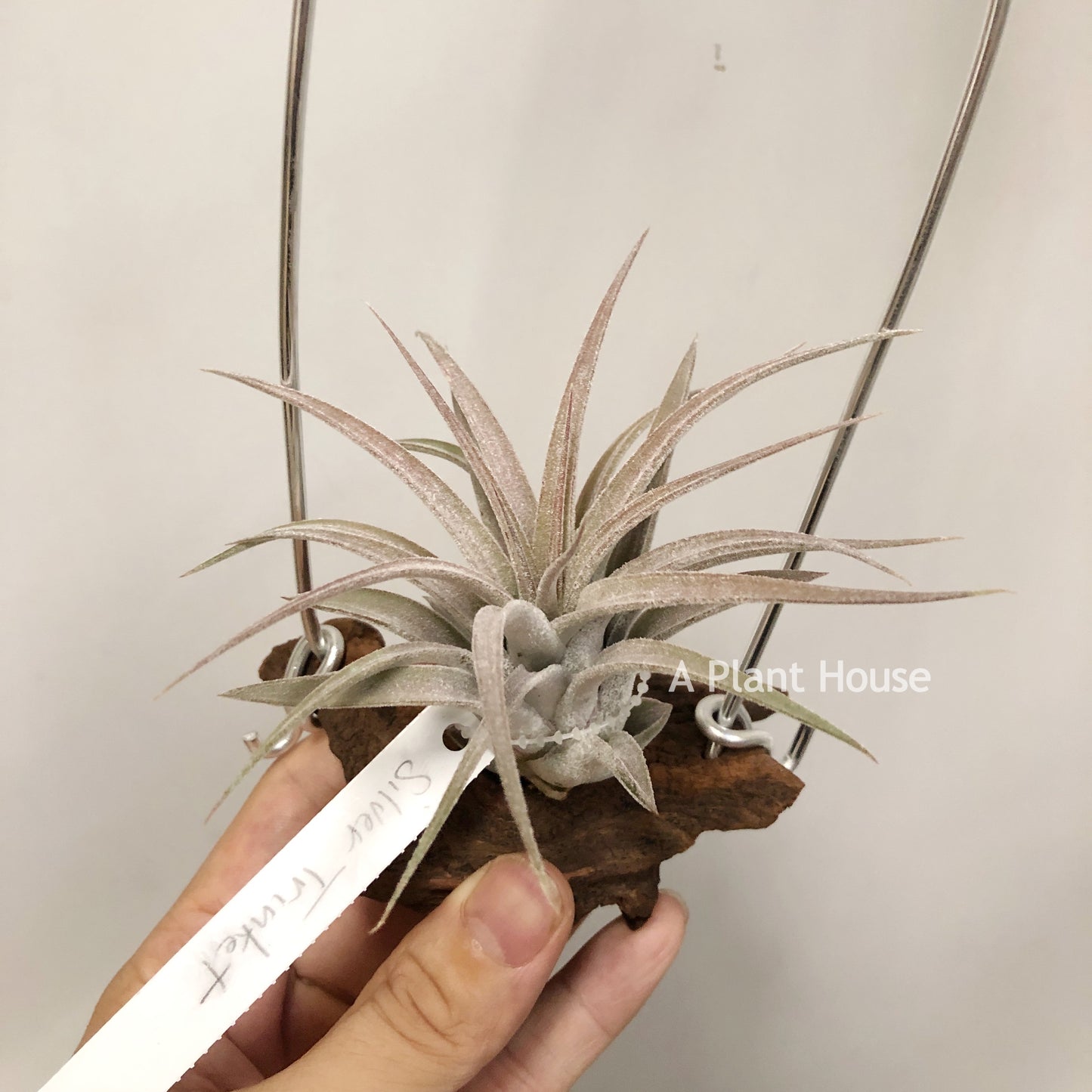 Tillandsia Silver Trinket