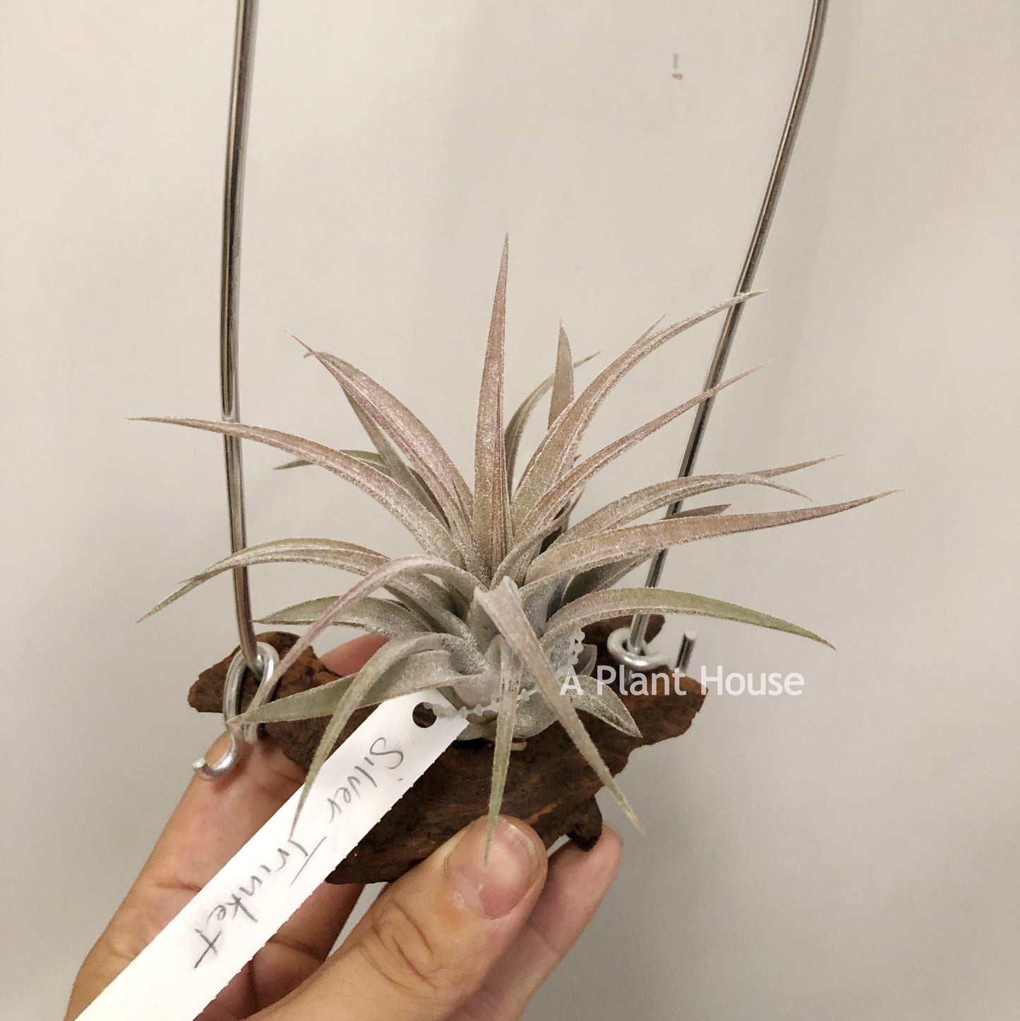 Tillandsia Silver Trinket