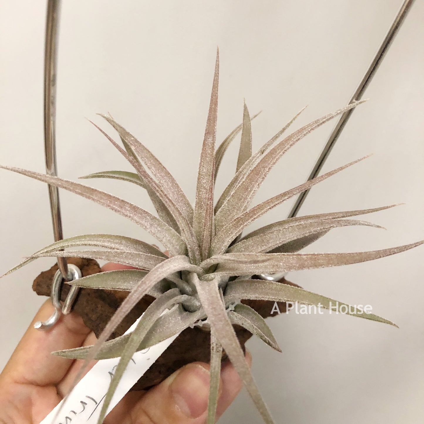 Tillandsia Silver Trinket