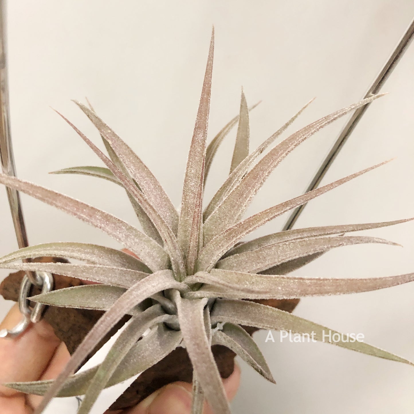 Tillandsia Silver Trinket