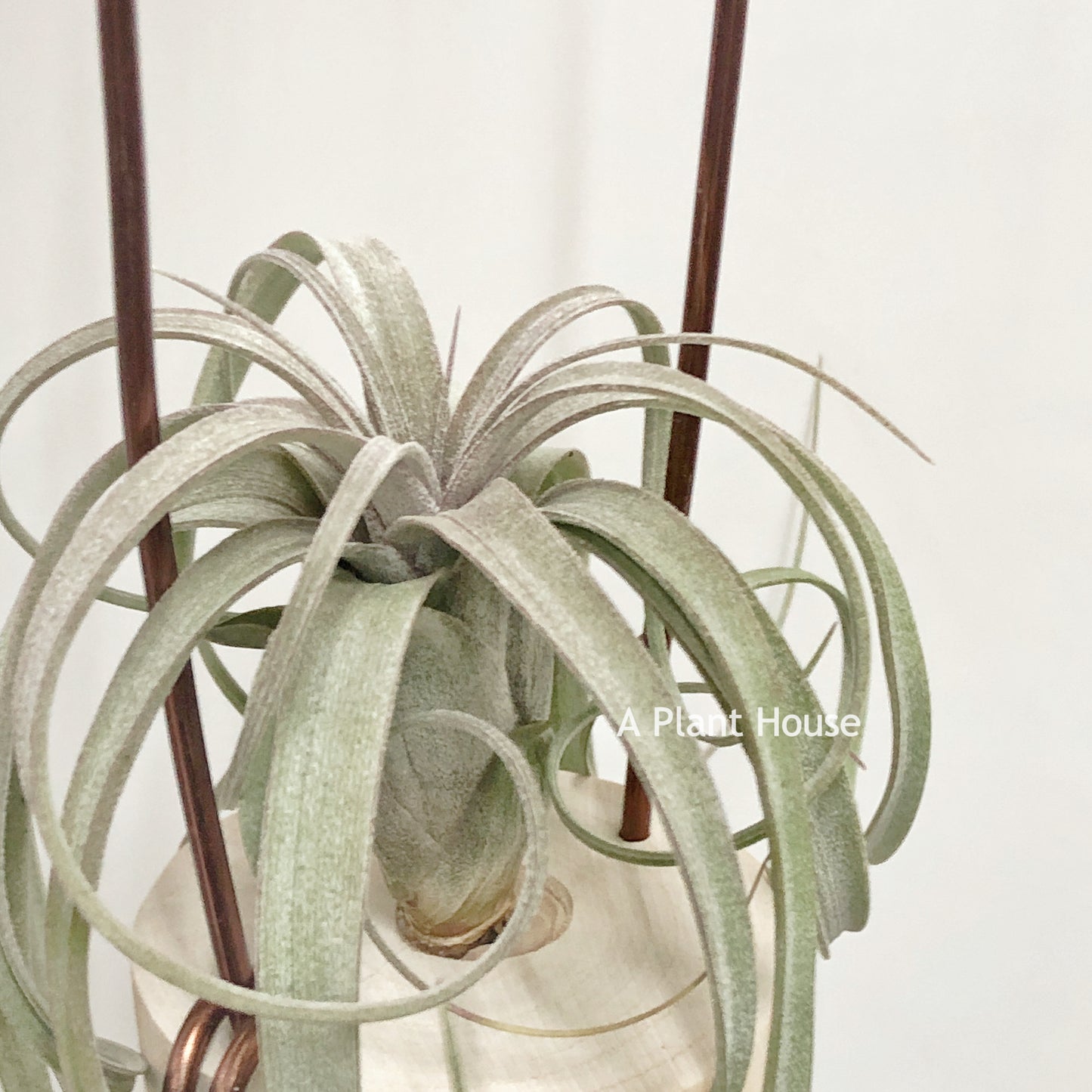 Tillandsia Hedi Gulz