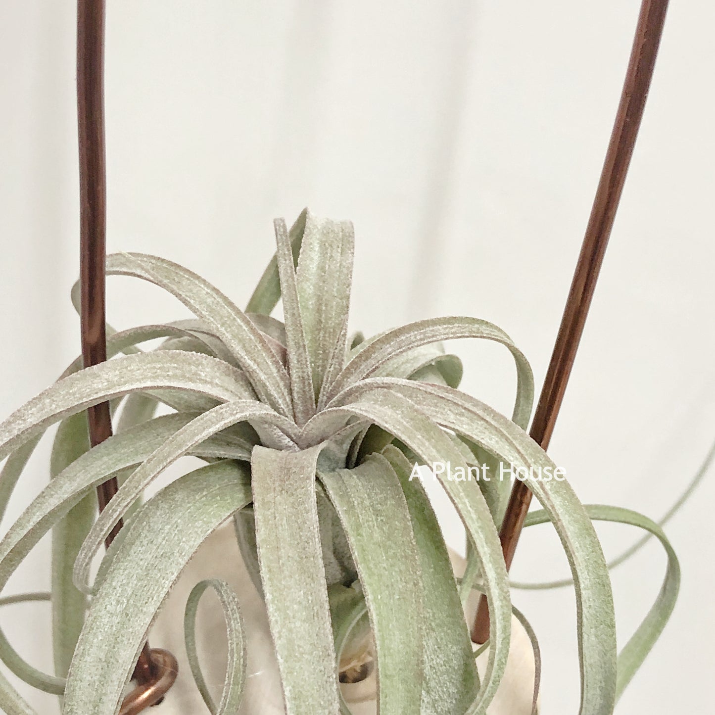 Tillandsia Hedi Gulz