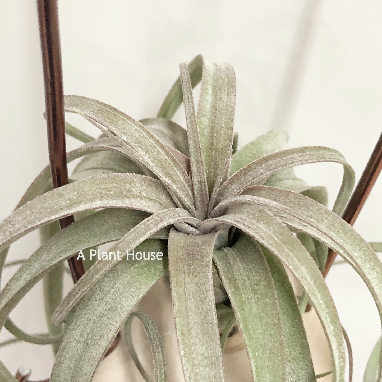 Tillandsia Hedi Gulz