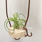 Tillandsia Maritima x Intermedia