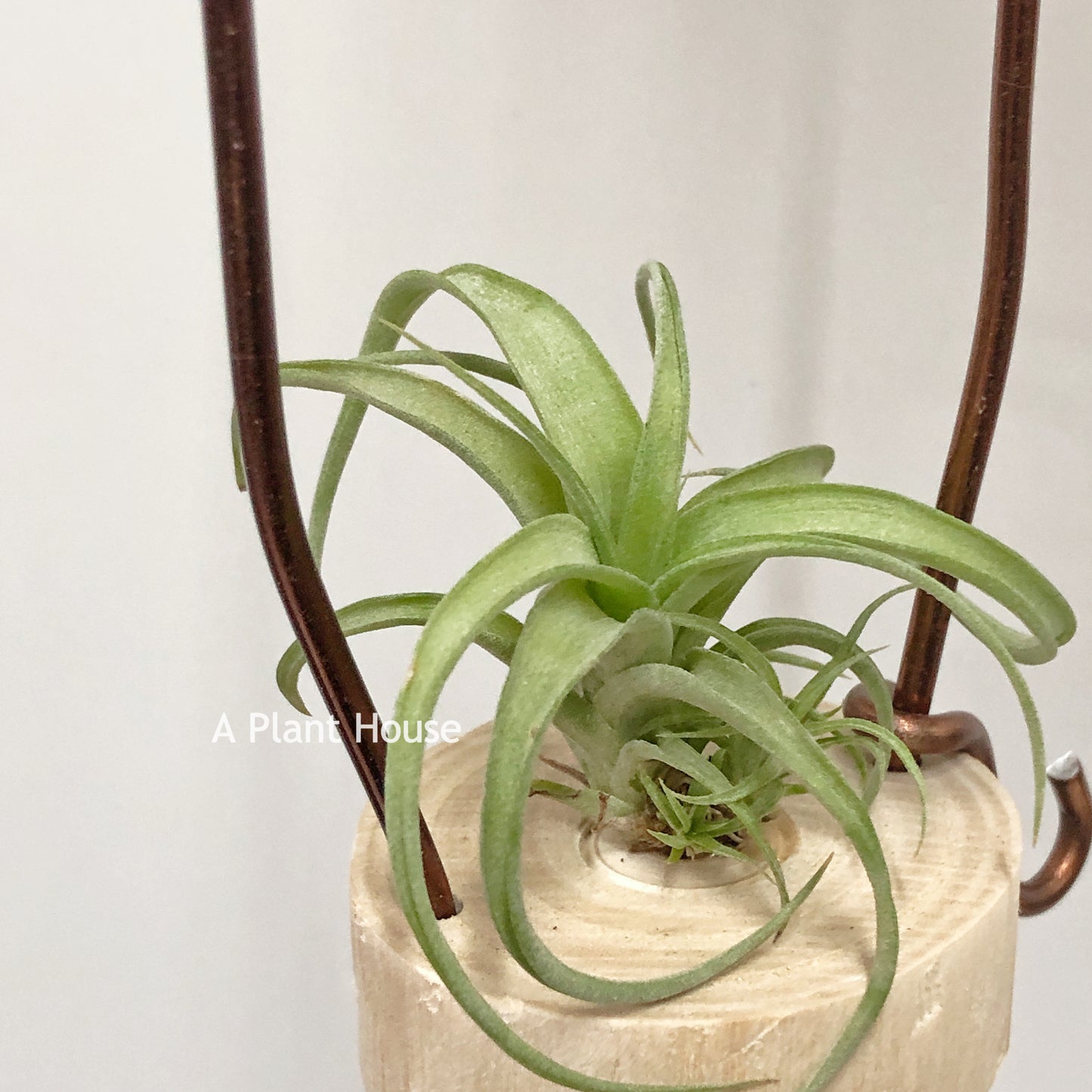 Tillandsia Maritima x Intermedia