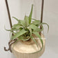 Tillandsia Jalisco-Monticala x Bea Correale