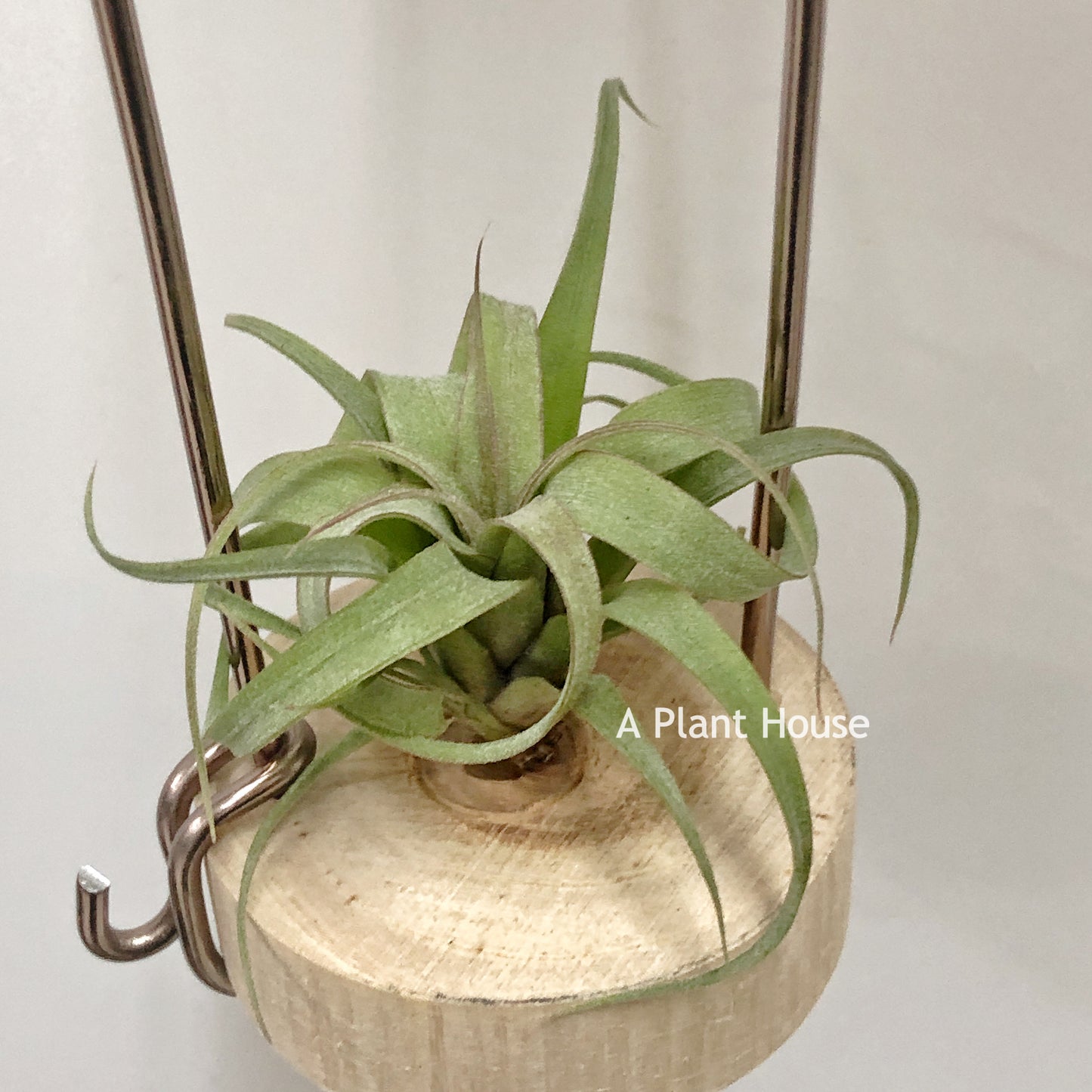 Tillandsia Jalisco-Monticala x Bea Correale