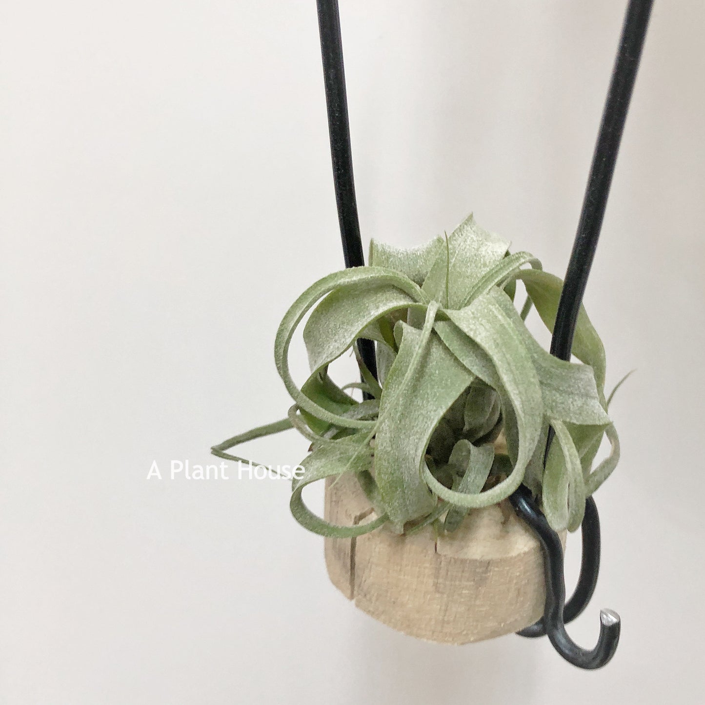 Tillandsia (Streptophylla x Intermedia) x Streptophylla