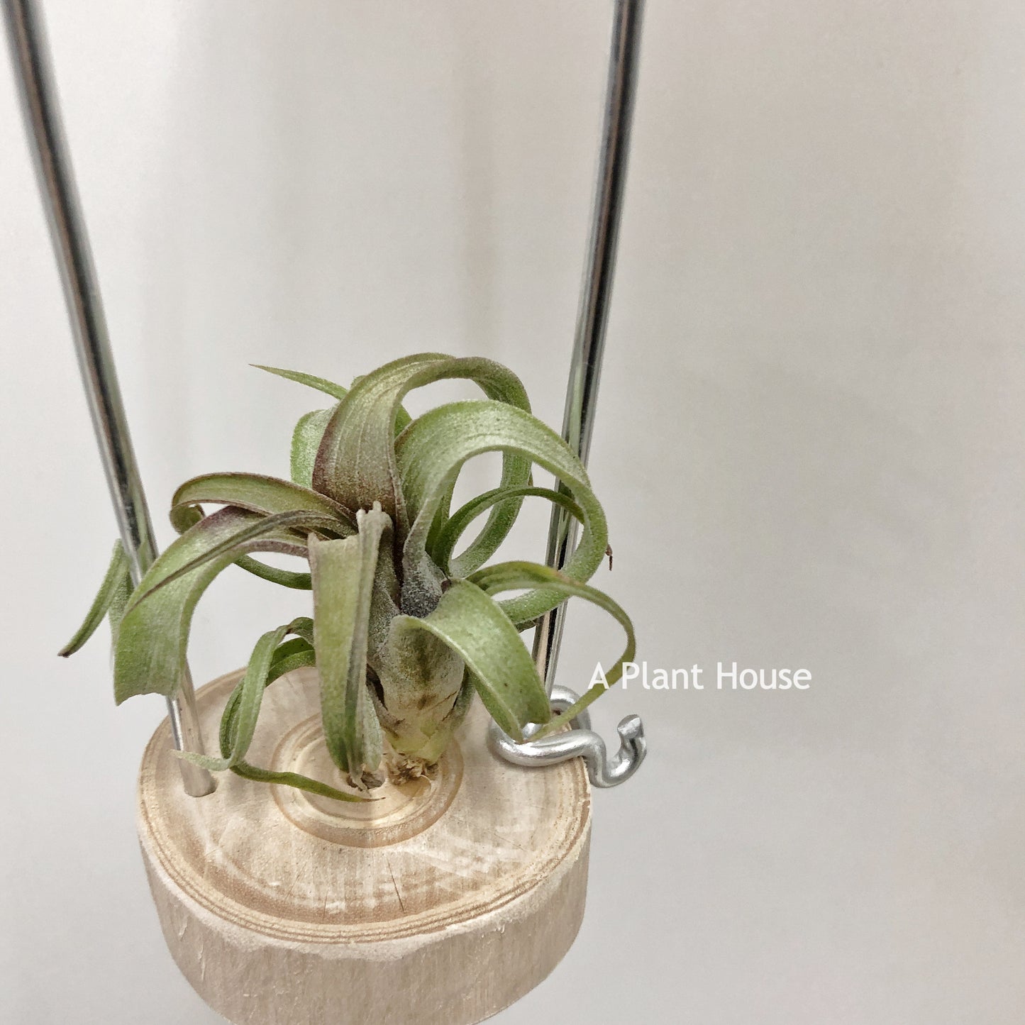 Tillandsia  Bea Correale x Intermedia