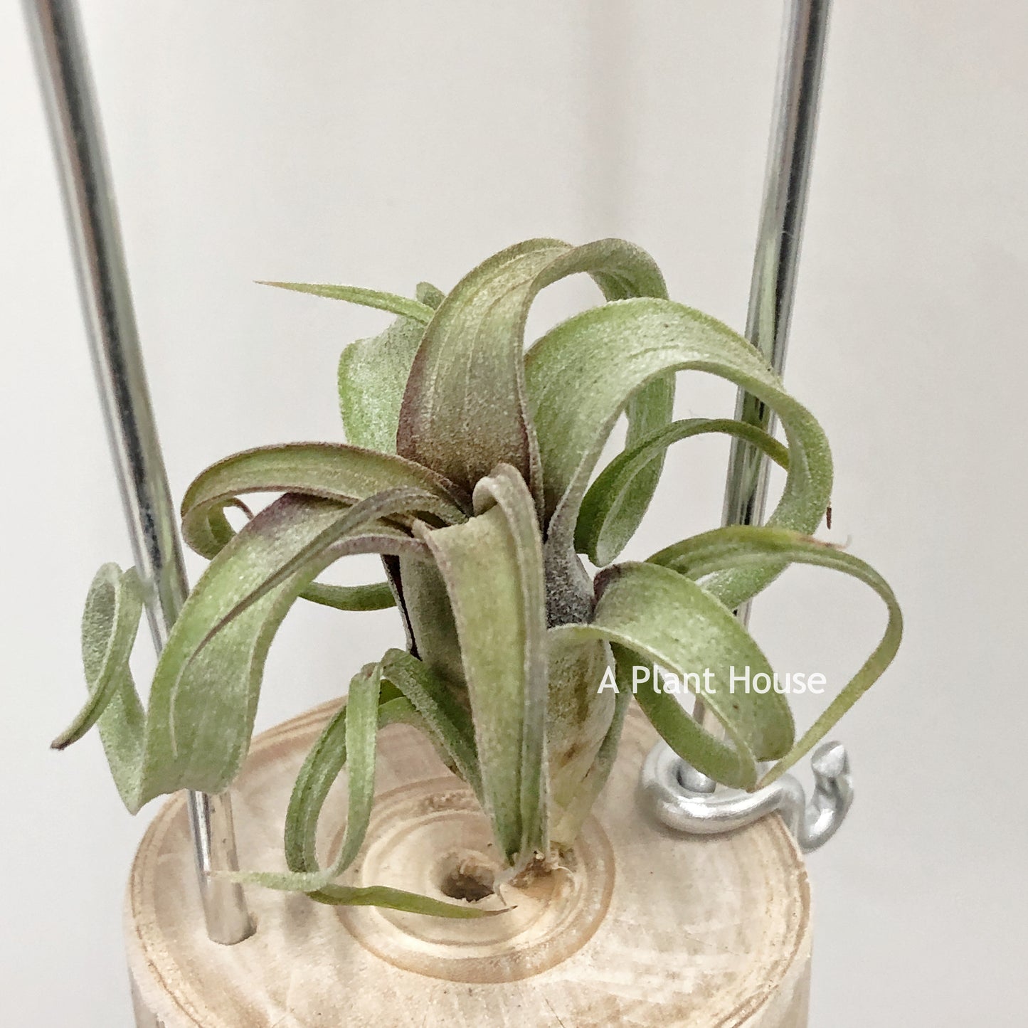 Tillandsia  Bea Correale x Intermedia