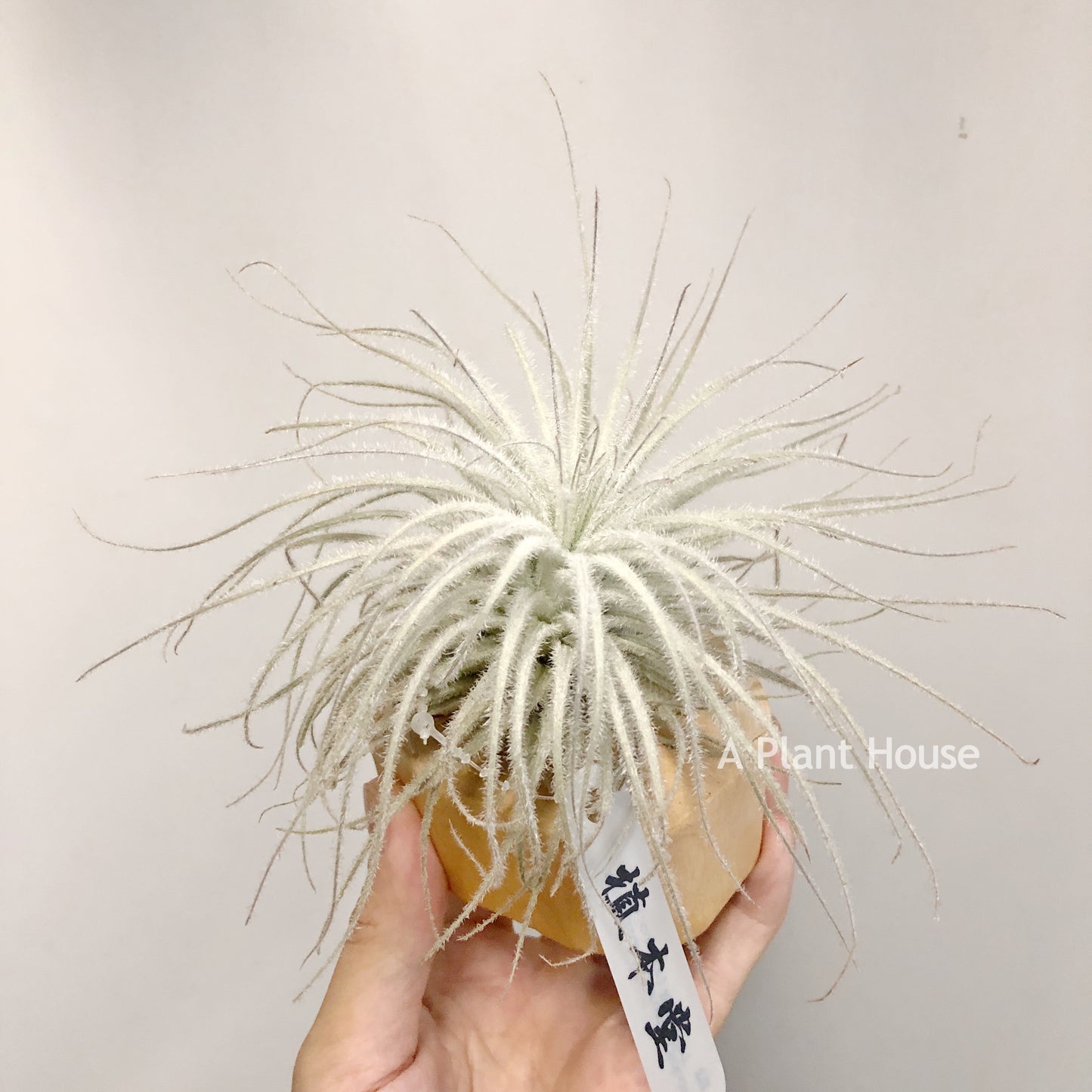 Tillandsia Tectorum V. Globosa