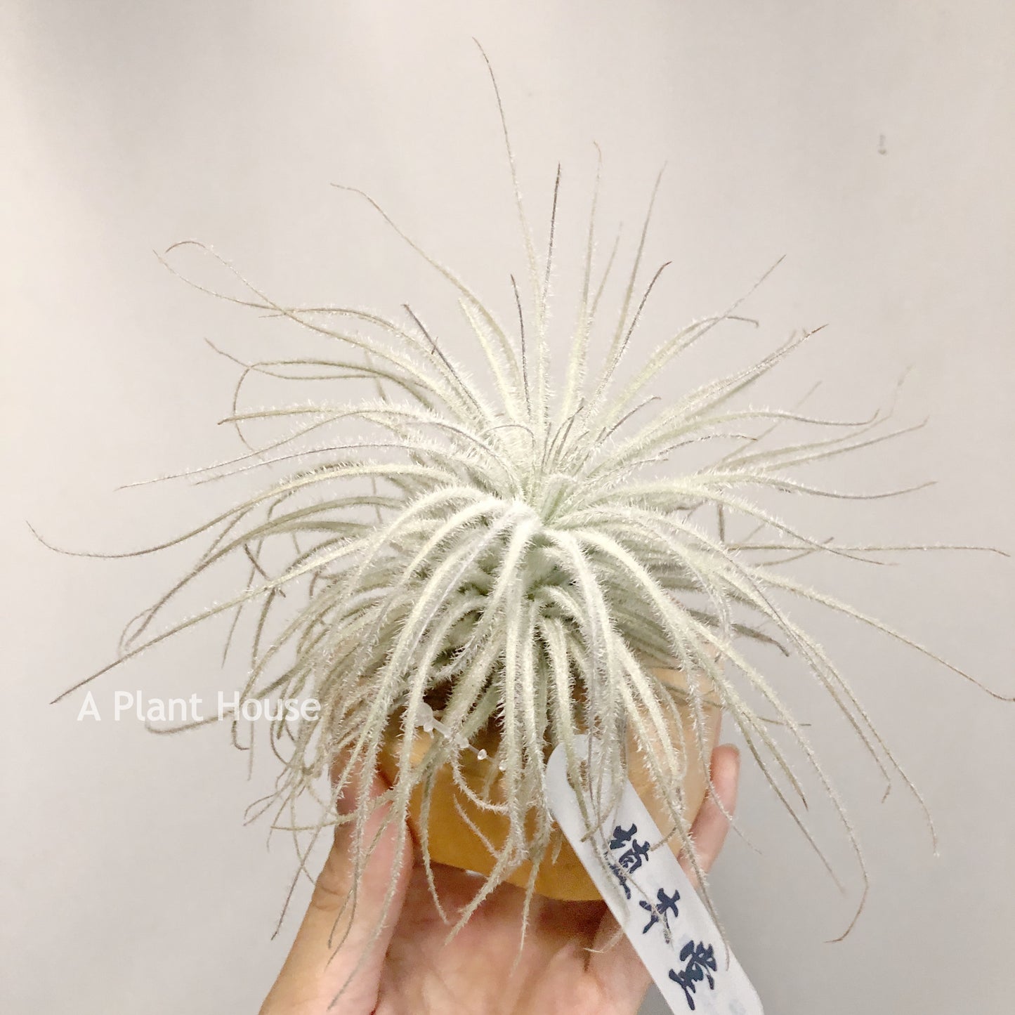 Tillandsia Tectorum V. Globosa