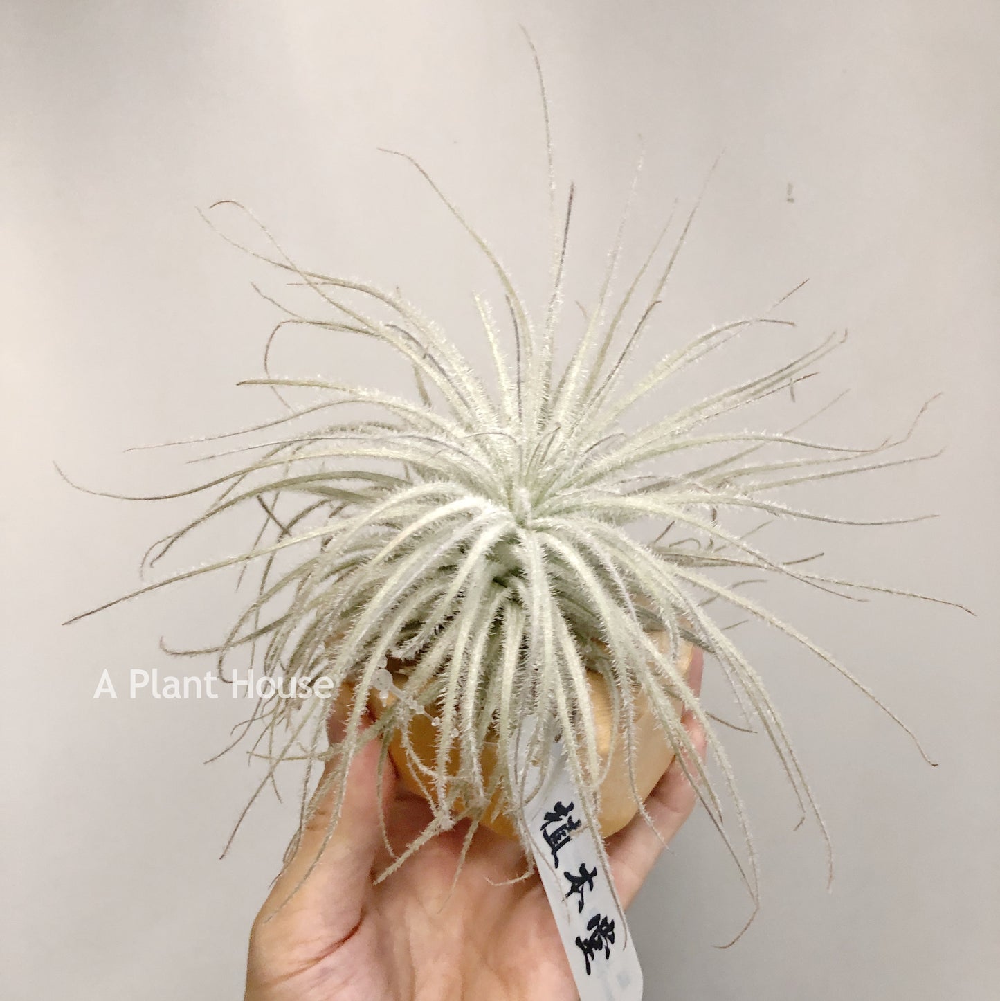 Tillandsia Tectorum V. Globosa