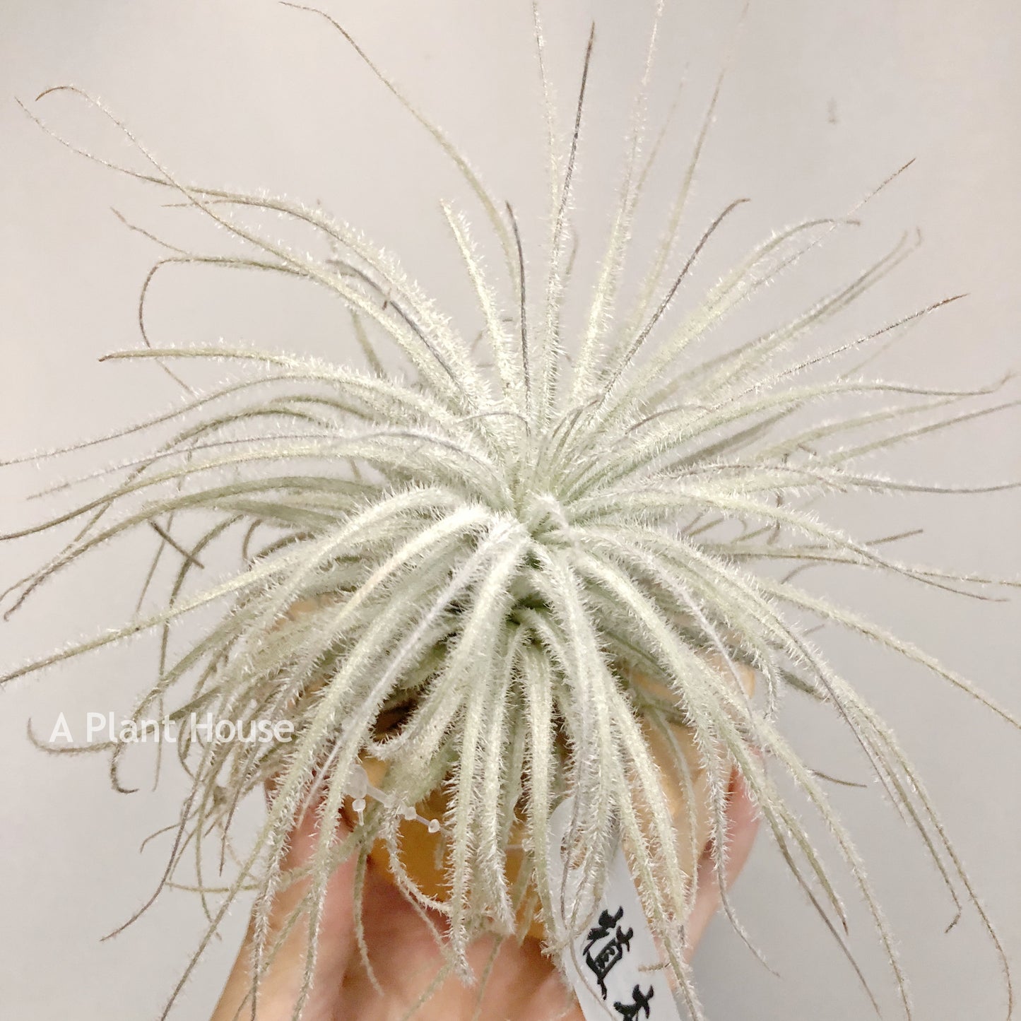 Tillandsia Tectorum V. Globosa