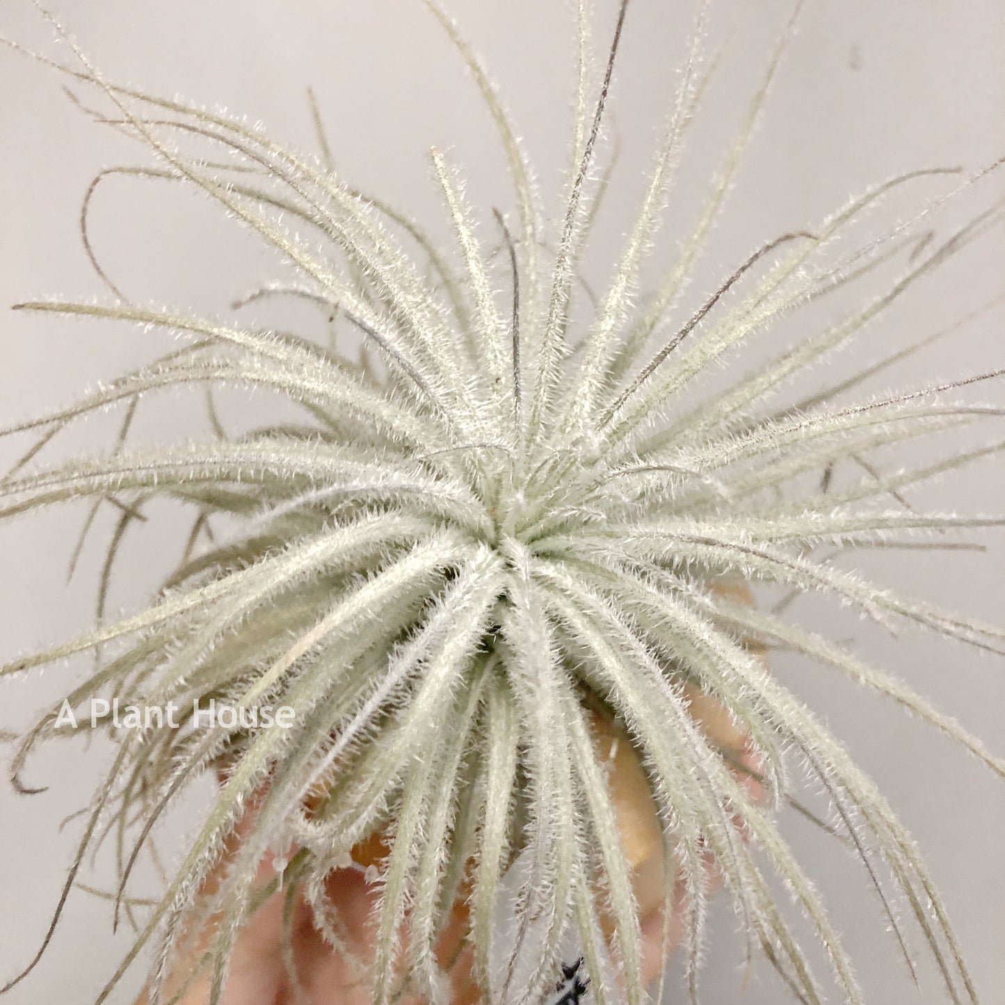 Tillandsia Tectorum V. Globosa