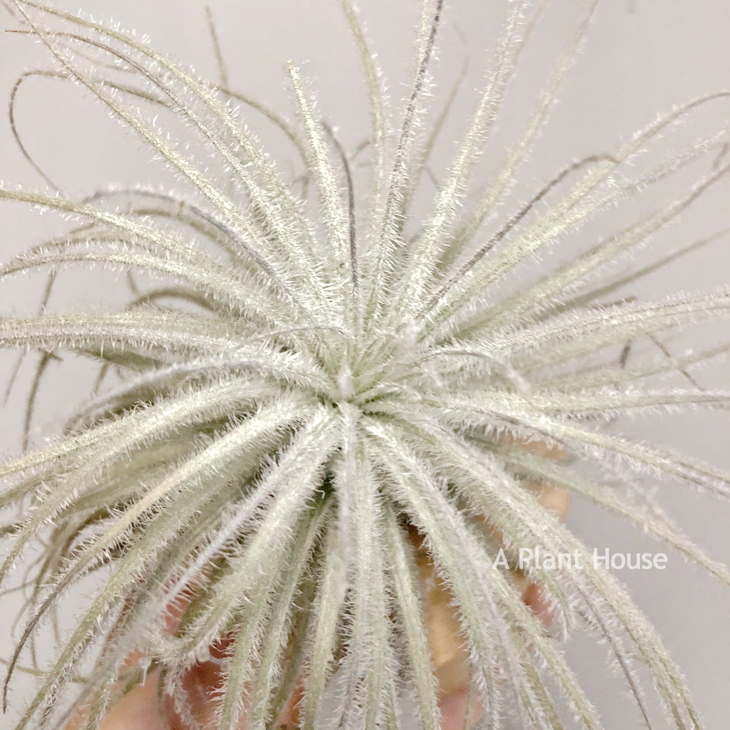 Tillandsia Tectorum V. Globosa