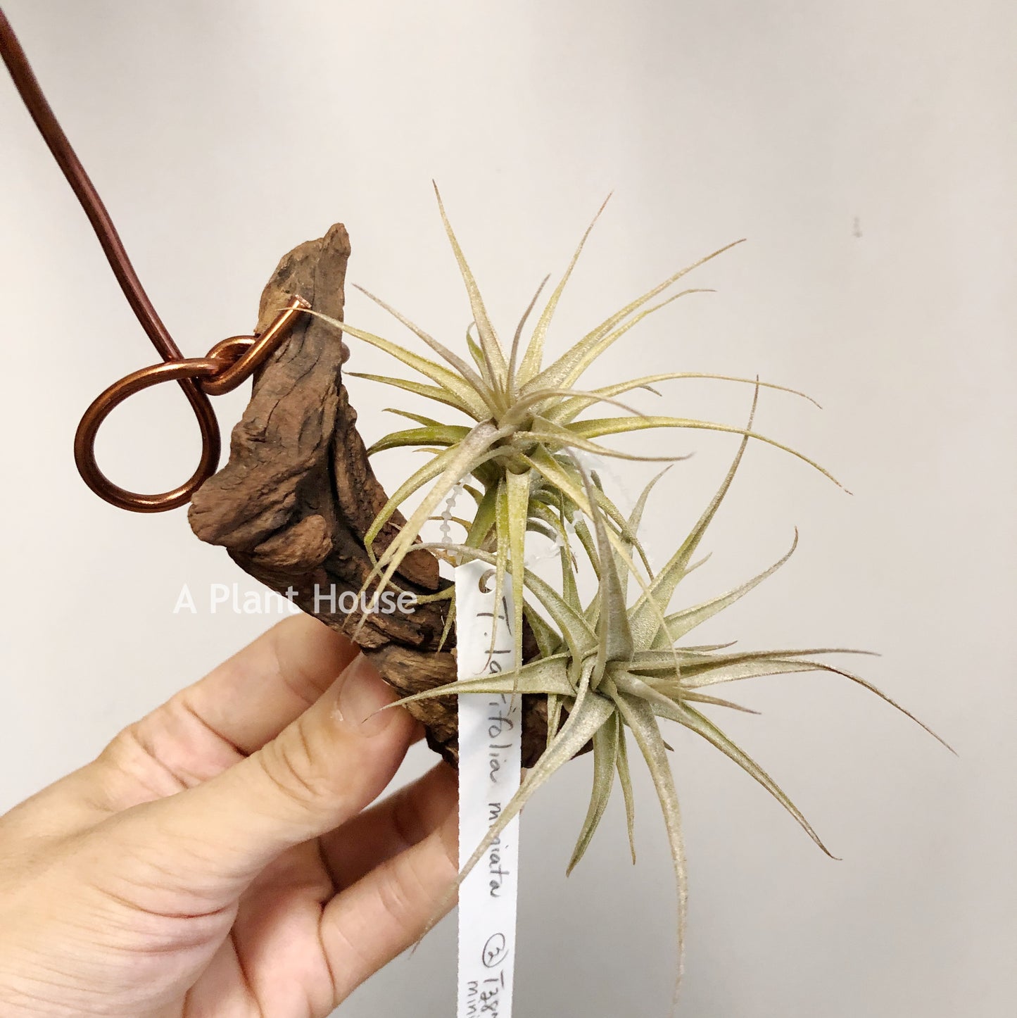 Tillandsia Latifolia Miniata