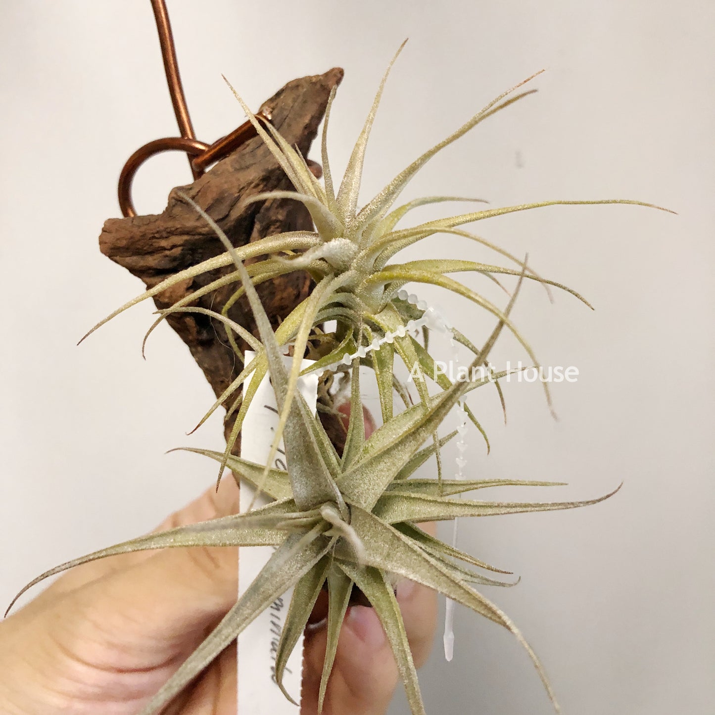 Tillandsia Latifolia Miniata