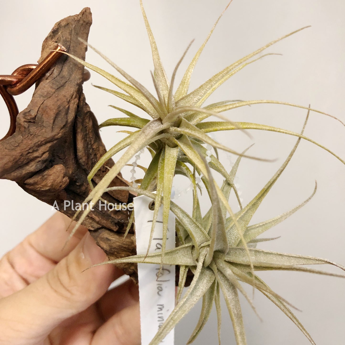 Tillandsia Latifolia Miniata