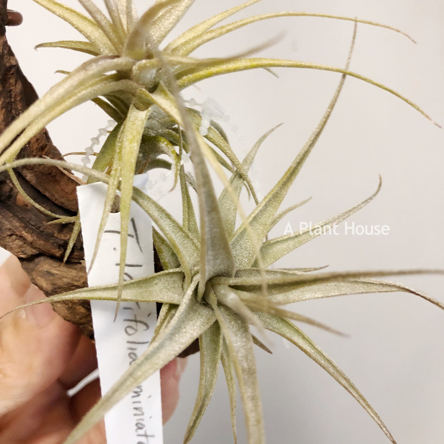 Tillandsia Latifolia Miniata