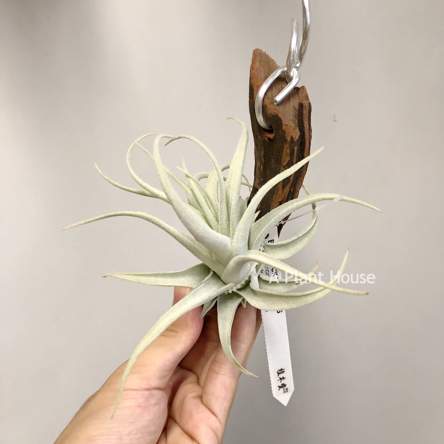 Tillandsia Recuruifolia V. Subsecundifolia ‘Blood Orange’