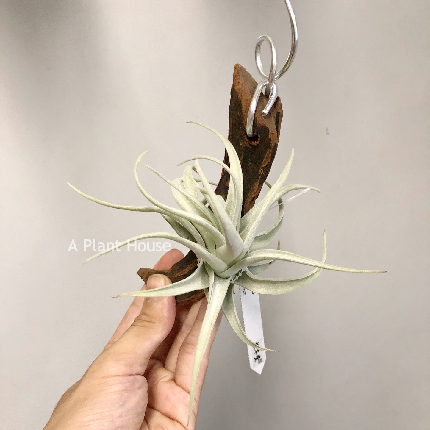 Tillandsia Recuruifolia V. Subsecundifolia ‘Blood Orange’