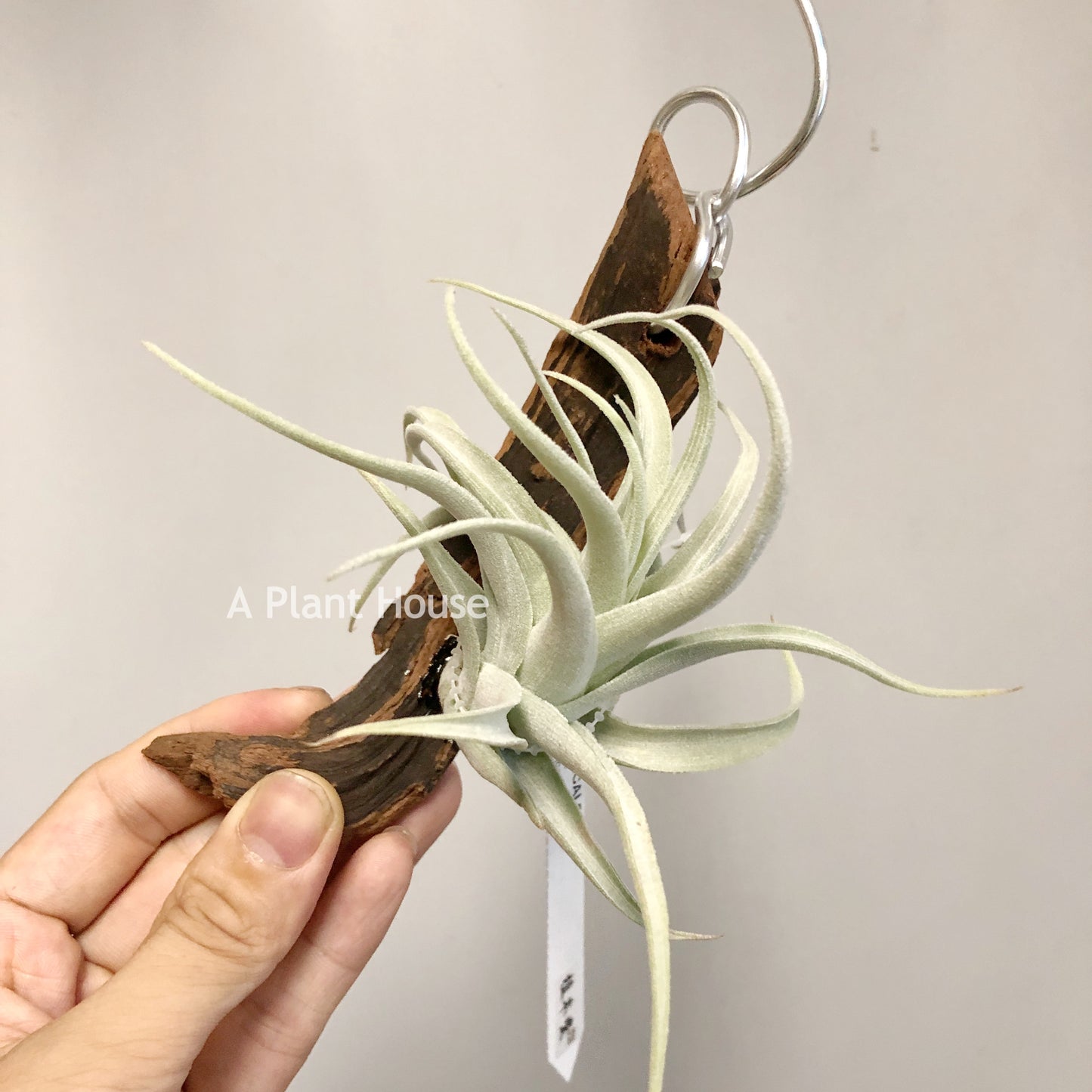 Tillandsia Recuruifolia V. Subsecundifolia ‘Blood Orange’